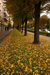 city ​​street autumn yellow leaves of trees
