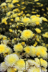 Yellow chrysanthemums. Chrysanthemums. Bright background with yellow chrysanthemum flowers in the sun in an autumn garden. Beautiful floral background. Delicate petals. Yellow flowers