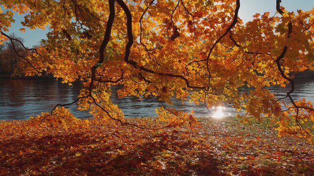 Seamless loop autumn leaves on a tree by a lake with sunlight reflecting on water.