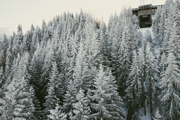 aerial view of snow covered fir trees