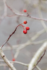 red berries on a branch