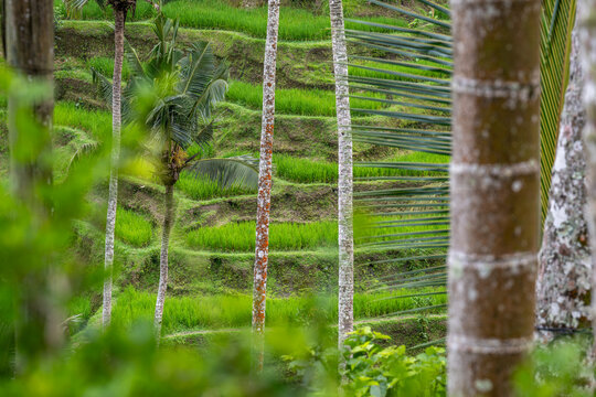 Terraced rice fields in Ubud Bali