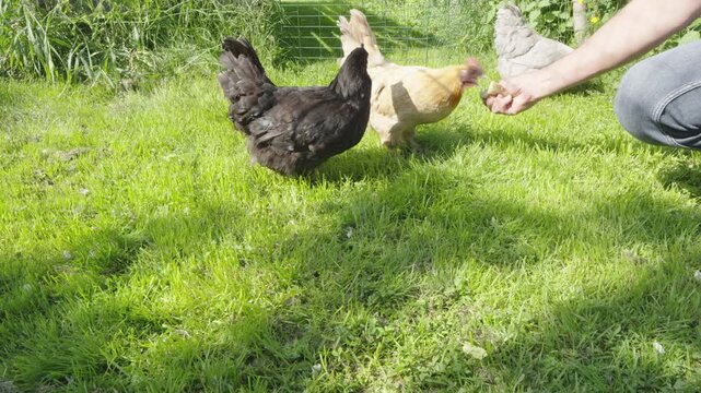 Several free range domestic hens, including a black Australorp, eating pieces of white bread from a farmer's hand on a lush green meadow on a sunny day in the countryside