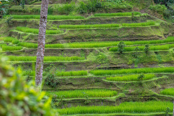 Terraced rice fields in Ubud Bali