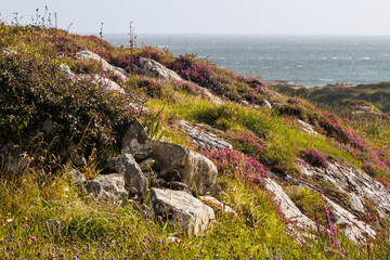 The Irish coastline showing the purple heather and green grass with a sea view