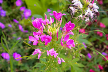 Bright pink Cleome flowers bloom in a summer garden, surrounded by soft green foliage and blurred colorful blossoms, creating a vivid and natural floral background.