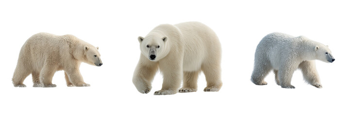 Set of A polar bear standing proudly on transparent png background. Ai generated