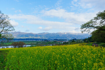 Fototapeta premium 250503飯山市菜の花公園