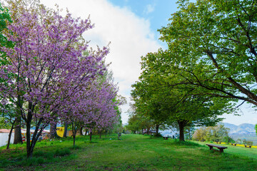 250503飯山市菜の花公園