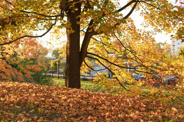 Beautiful autumn scene with a large tree and fallen golden leaves illuminated by warm sunlight. Concept for nature, relaxation, peaceful atmosphere, and seasonal beauty. Copy space available.