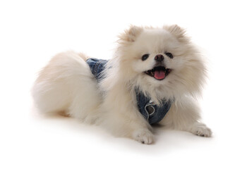 Cute fluffy Pomeranian dog in stylish pet`s clothes on white background
