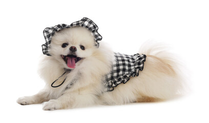 Obraz premium Cute fluffy Pomeranian dog in stylish pet`s clothes on white background