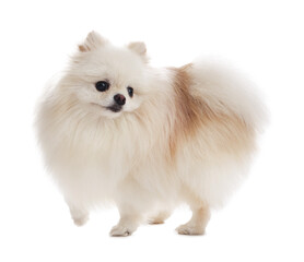 Obraz premium Cute fluffy Pomeranian dog on white background