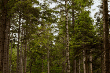 Dense Conifer Forest Trail Surrounded by Tall Pine Trees for Ecology and Forest Protection Concepts