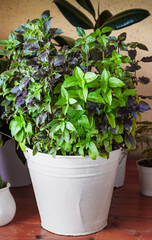 Basil grows in a large white pot as an ornamental plant, basil is widely used in cooking and as an ornamental plant