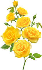 Yellow Rose flowers focus stacking close up isolated for love wedding and valentines day