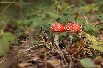 Two poisonous mushrooms growing in forest, closeup. Space for text