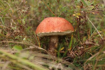 Beautiful red-capped scaber stalk mushroom growing in forest, closeup
