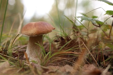 Fototapeta premium Beautiful porcino mushroom growing in forest, closeup. Space for text
