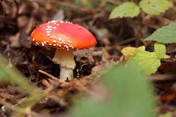 One poisonous mushroom growing in forest, closeup. Space for text