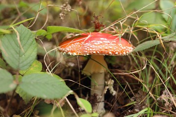 One poisonous mushroom growing in forest, closeup