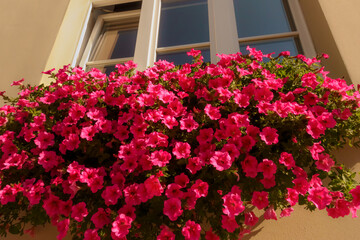 Horizontal Close-Up of Flower Box with Pink Petunias on Polish Townhouse in Poland