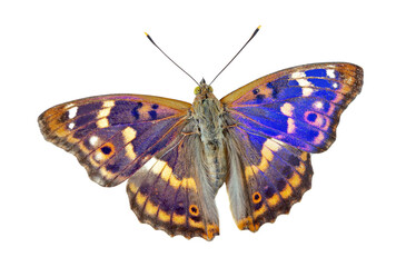 Butterfly isolated on white. Purple emperor butterfly (Apatura iris) isolated on a transparent background
