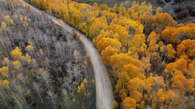 Dixie National Forest Autumn