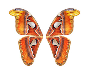 Tropical butterfly wings isolated on transparent background. Attacus atlas. Atlas moth. Butterfly...