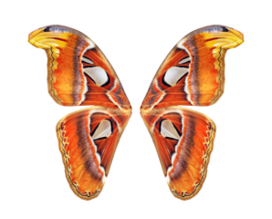 Tropical butterfly wings isolated on transparent background. Attacus atlas. Atlas moth. Butterfly wings for design