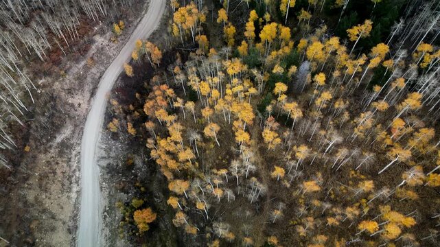 Dixie National Forest Autumn