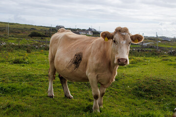 Large cattle cow in field in Ireland