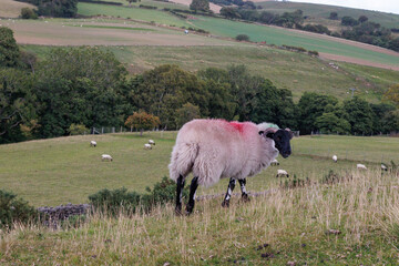 English sheep in a field in North Yorkshire