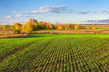 Autumn agricultural landscape with green field of winter wheat and golden trees on horizon