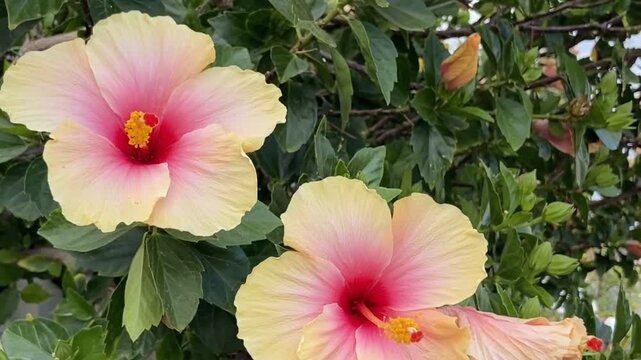 Hibiscus rosa-sinensis with yellow purple flowers also known as Chinese hibiscus,China rose, Hawaiian hibiscus, Rose mallow in tropical garden of Tenerife,Canary Islands,Spain,4K