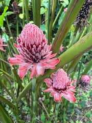 pink and yellow flower © Dvy