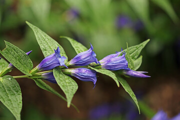 Blue willow gentian flowers in close up