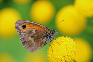 Gatekeeper butterfly feeding on yellow flowers in close up