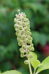 Green pokeweed seeds on a spike in close up