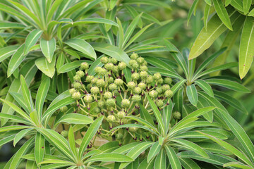 Honey spurge seed heads in close up