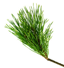 green branch of a pine tree. Christmas tree branches. Coniferous tree branch . Pine branch on transparent, png