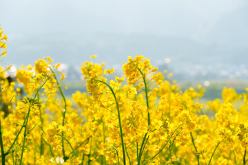 Obraz premium 250504飯山市菜の花公園