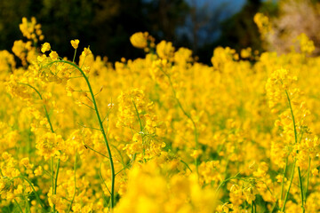 250504飯山市菜の花公園