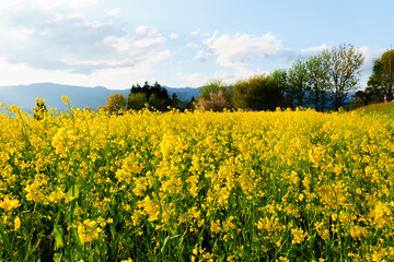 Obraz premium 250504飯山市菜の花公園