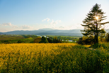 Obraz premium 250504飯山市菜の花公園