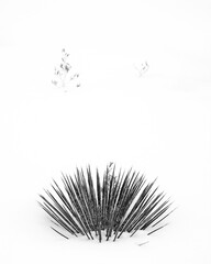 Yucca and Snow