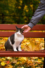 Cat Being Stoked Human