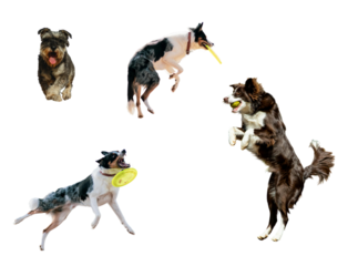 Joyful dogs energetically leaping and catching frisbees, showcasing playful energy, perfect for pet product marketing and active lifestyle promotions, full of fun