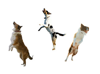 Three playful dogs leaping in the air, joyfully catching a ball, embodying the spirit of fun and agility, perfect for pet-related campaigns and vibrant ads