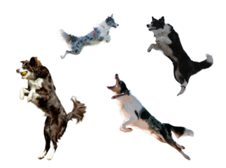 Energetic dogs leaping and playing with joy, capturing the essence of canine agility and happiness that pet lovers will adore in this fun and playful scene